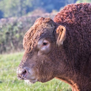 Bull-Lumbylaw-Magnus-MG