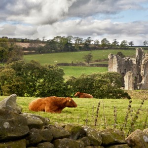 Edlingham-Church-and-Cow-SS
