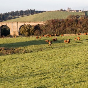 South-Devons-nr-Viaduct-MG